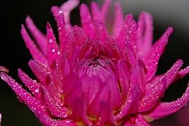 花,粉紅色,自然