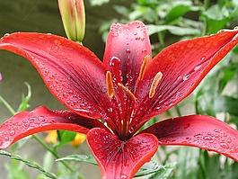花,紅色,盛開