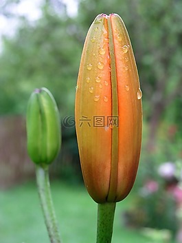 花,橙色,盛開