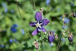 aquilegia,盛开,紫色