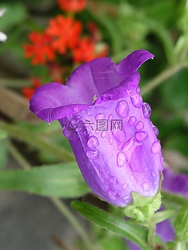 花,紫罗兰色,紫色