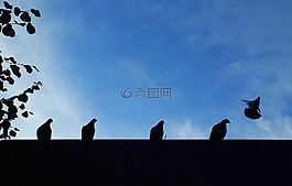鴿子,動物,天空