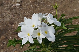 花,白,植物