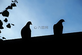鴿子,動(dòng)物,鳥