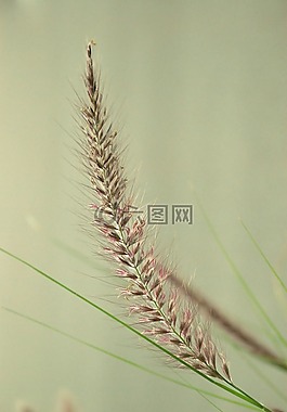 小麦,作物,收获