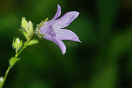 花,花的,紫色