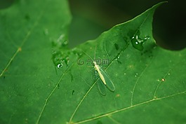 lacewing,昆蟲,飛