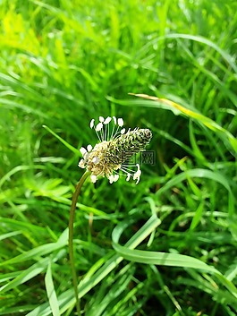 植物,花,綠色