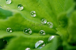 葉,滴,水