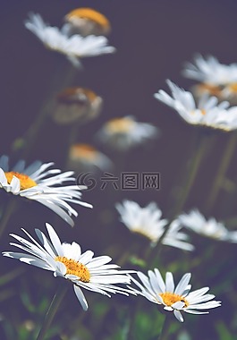 雛菊,白色的雛菊,鮮花