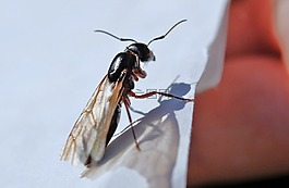 螞蟻,昆蟲(chóng),飛行