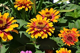 鲜花,夏天,橙色