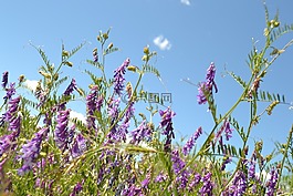 薰衣草,鮮花,花