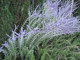 薰衣草,開花,花