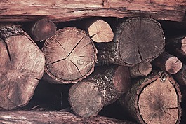 木材,樹(shù)干,秋