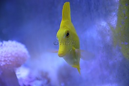 魚臉的,水族館,海水