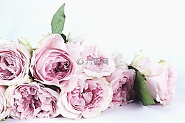 花,玫瑰花,玫瑰花園