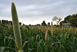 自然,植物區(qū)系,夏天