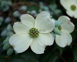 花的,植物,自然