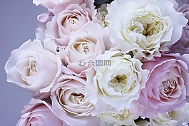 花,玫瑰花,玫瑰花園