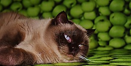 国内的猫,猫,英国短毛猫