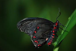 蝴蝶,昆蟲,翼