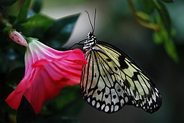 翠鳳蝶 machaon,蝴蝶,動物