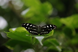蝴蝶,昆蟲,翼