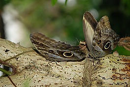 蝴蝶,形態(tài) peleides,動(dòng)物
