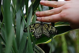 蝴蝶,動物,手