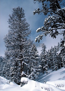 雪,森林,冬天