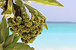 花,熱帶地區(qū),廠