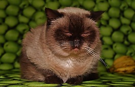 猫,累,英国短毛猫