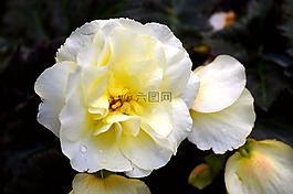 開(kāi)花,黃色,黃色花