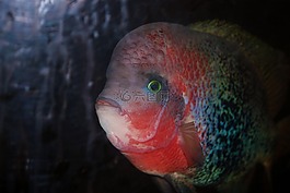 魚,動(dòng)物,水族館