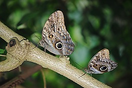 calipo eruriloctuin,形态 peleides,枝杈