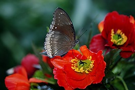 elymnias hypermnestra,蝴蝶,动物