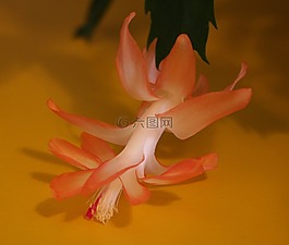 花的,植物,自然