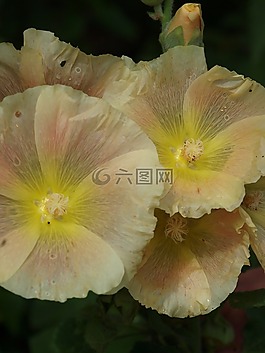 鮮花,黃色,廠