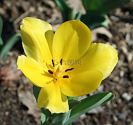 花,春,黃色