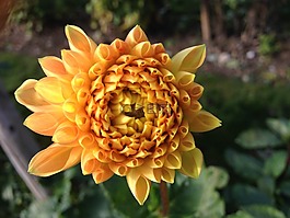 嬌琴紗,花,黃色