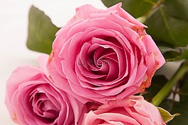 玫瑰,花瓣,開花