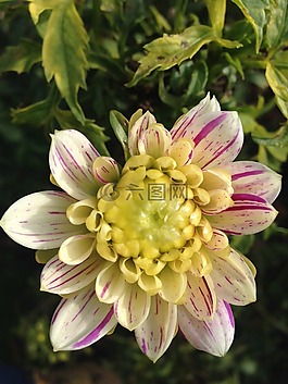 嬌琴紗,花,白