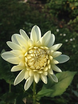 嬌琴紗,花,白