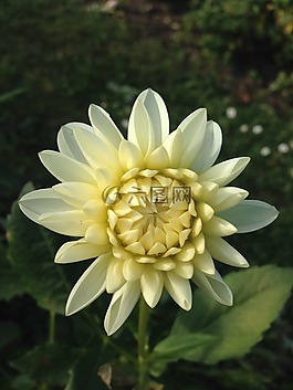 嬌琴紗,花,白