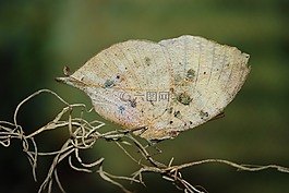 蝴蝶動物,綠色,葉
