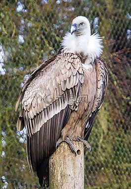 捕食鳥,兀鷲,鳥