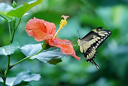 翠鳳蝶 cresphontes,蝴蝶,動物
