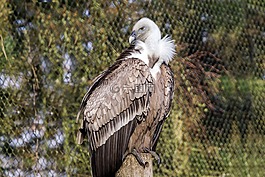 捕食鳥,兀鷲,鳥