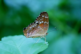 danaus plexippus,蝴蝶,昆虫